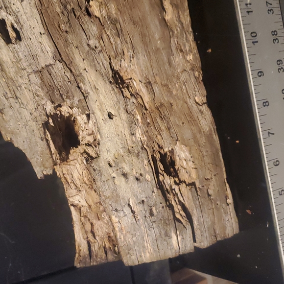 Very cool large holey wood piece for Terrarium, decor, art, crafts etc! - Picture 8 of 8